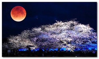 皆既月食と夜桜