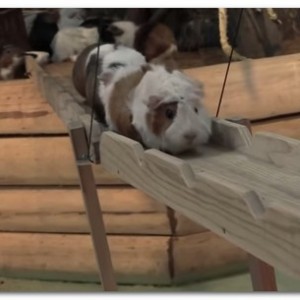 動物